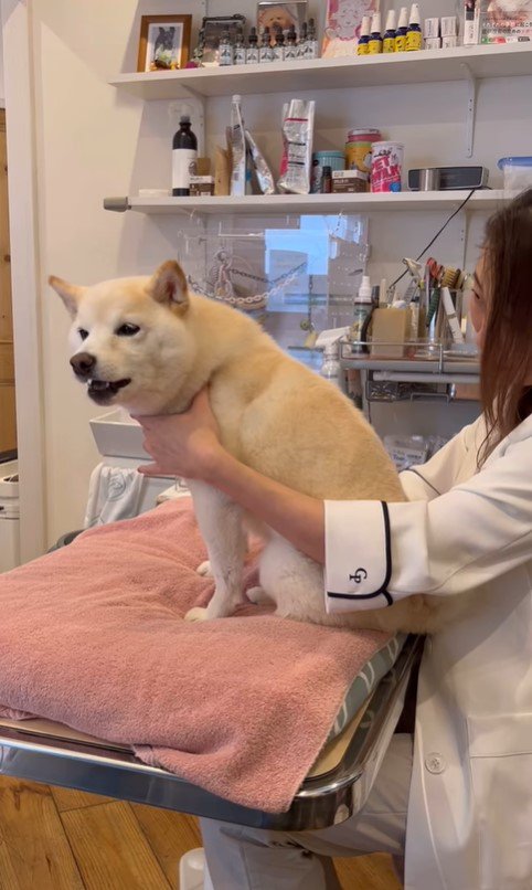 鍼治療を受けるココちゃん7