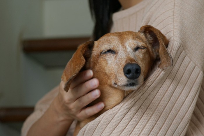 抱っこされて目を細める老犬、ダックス