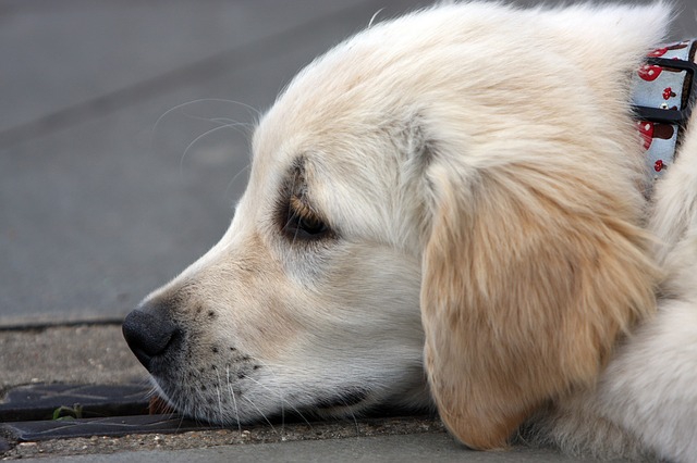 寝ている犬の横顔