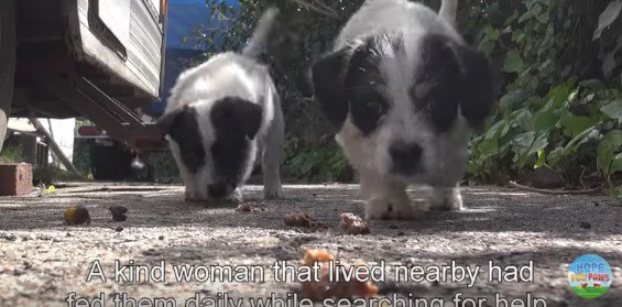 カメラに近づく子犬