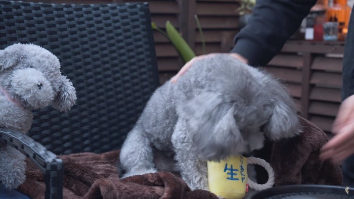 犬とビールのおもちゃ