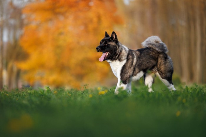 原っぱの上で横向きに立つ犬