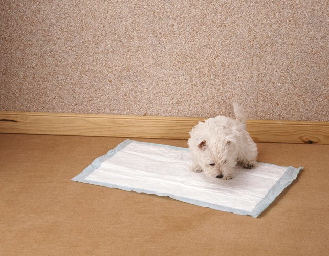 トイレシートの匂いを嗅ぐ子犬