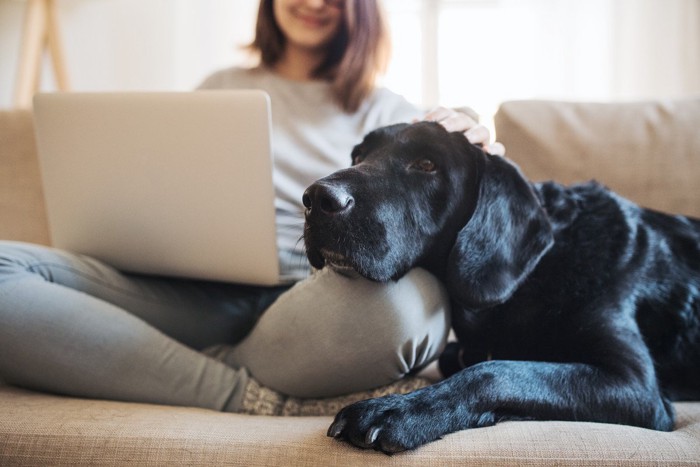 ソファでPC女性と横で座る犬