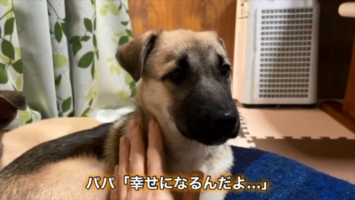 クーちゃんをなでるパパさん