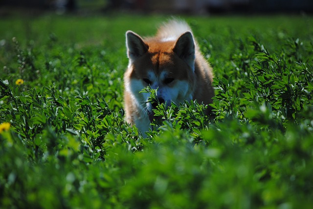 秋田犬