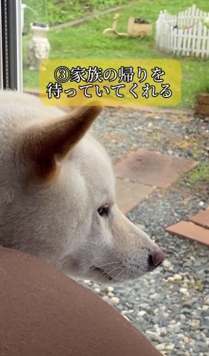 帰りを待ちわびてくれる