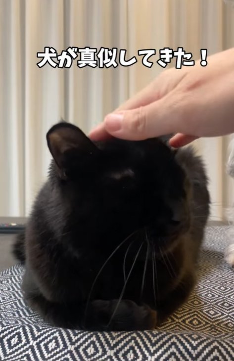 飼い主に撫でられる猫