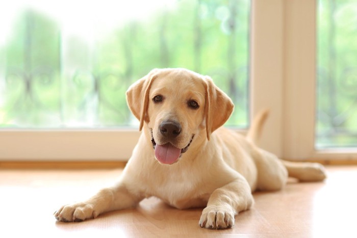 伏せをしている子犬