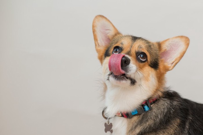 鼻を舐めながら見上げている犬