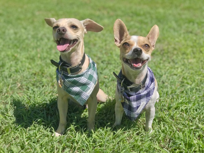 チェックのバンダナをした2匹の犬