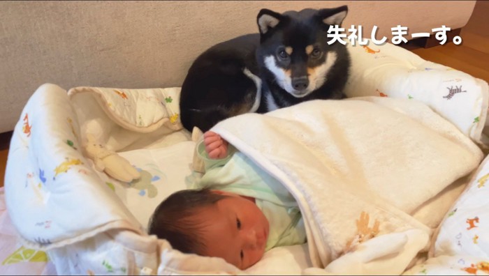 赤ちゃんが寝ている布団の端に座る犬