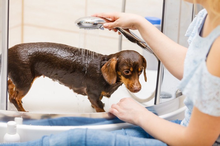 シャワーしてもらう犬