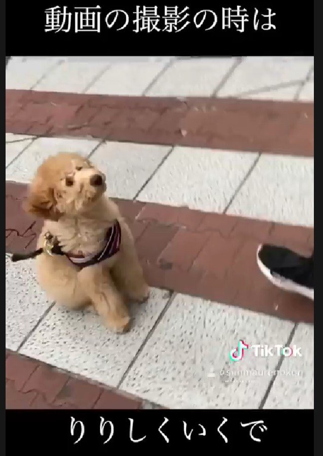 動画撮影で可愛さを発信