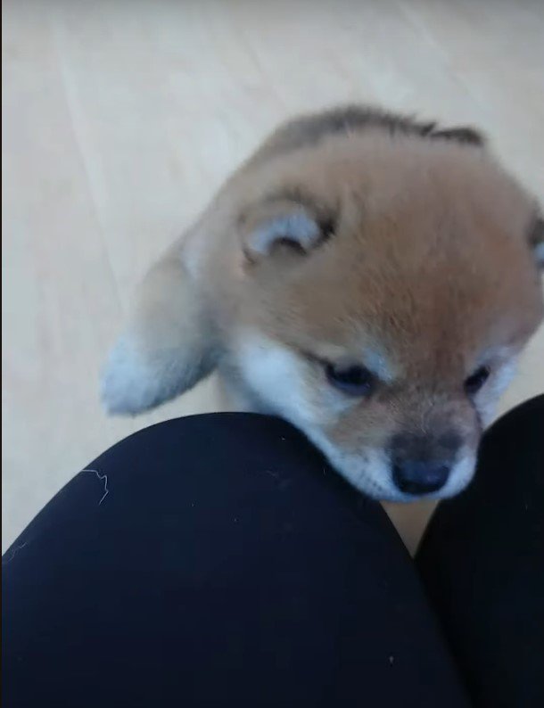 膝に手をかけた子犬