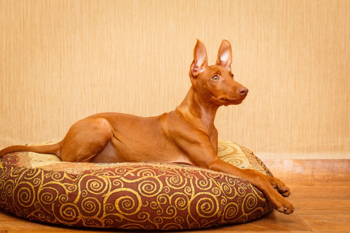 犬用ベッドに伏せるチルネコ・デルエトナ