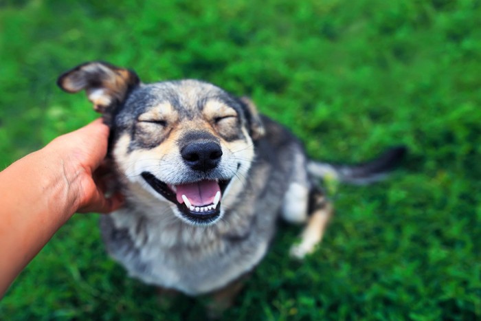 撫でられて笑顔の犬