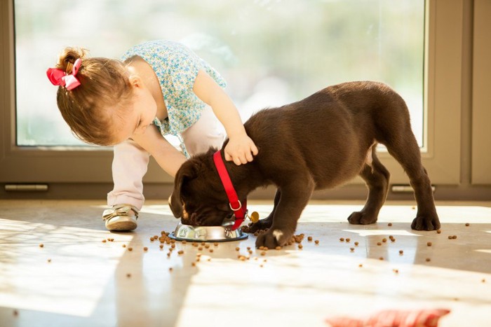 食事中の子犬