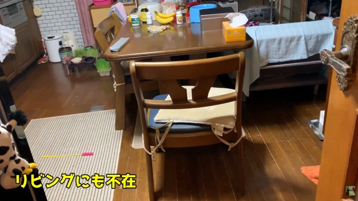 ハナちゃんの姿が見えません