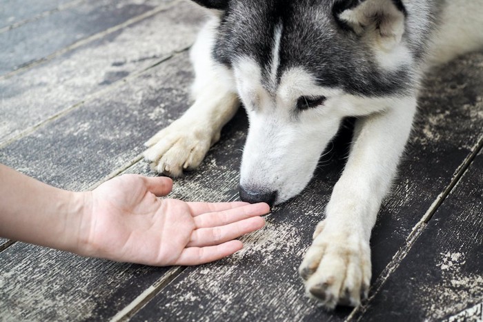 差し出された人の手の匂いを嗅ぐハスキー犬