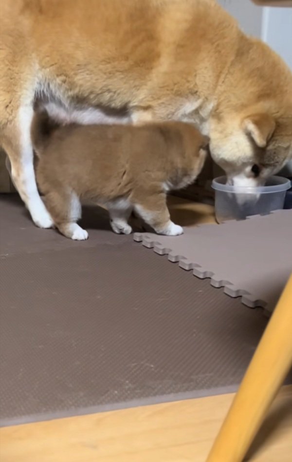 離れない子犬