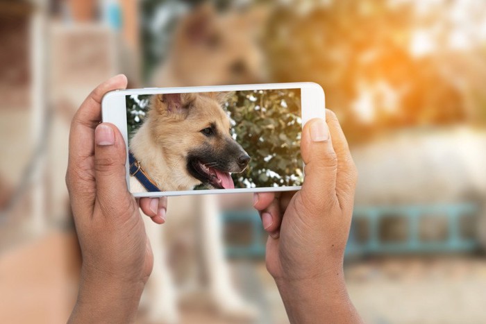 スマホで撮影されている犬