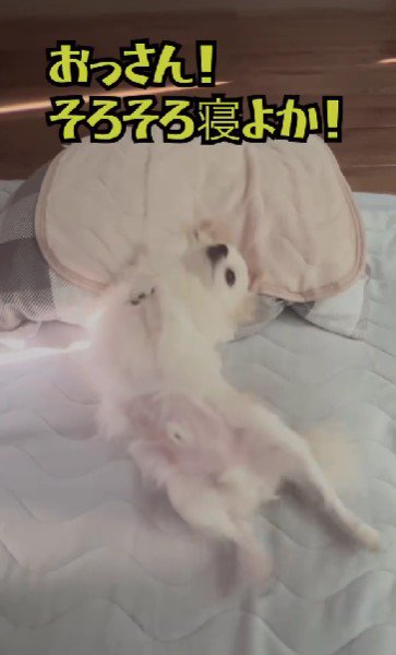 お布団の主？