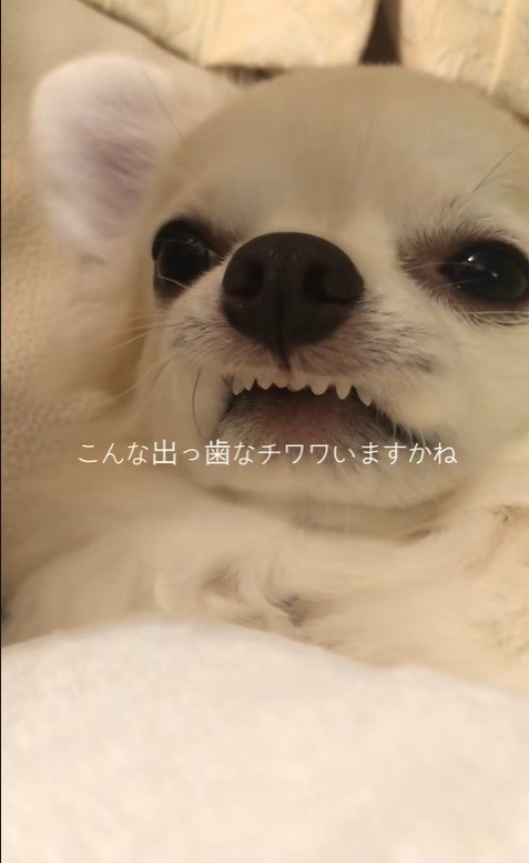 前歯がむき出しのありすちゃん
