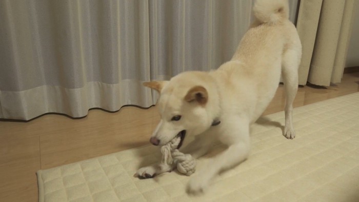 おもちゃで遊ぶノンくん
