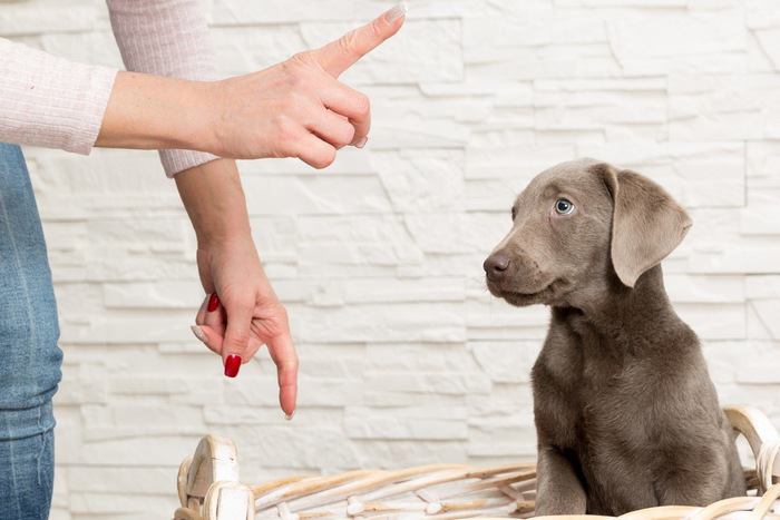 子犬のしつけ