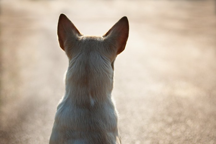 犬の肩から耳の先までの後ろ姿