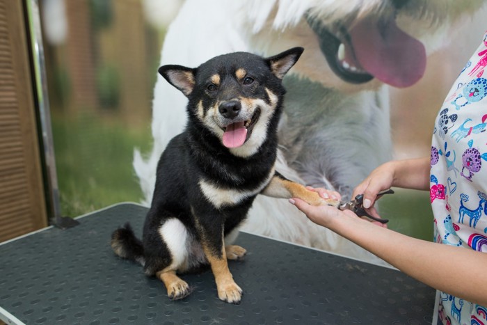 プロに爪切りをしてもらっている柴犬