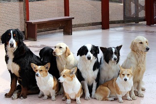 沢山の犬が並んでいる写真