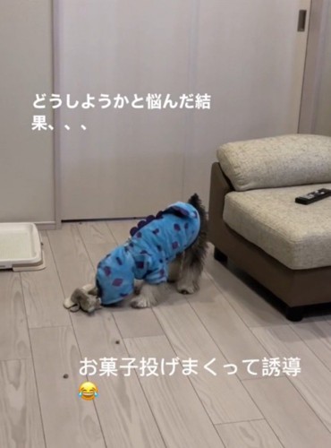 匂いを嗅いで、地面に落ちているおやつを探す犬