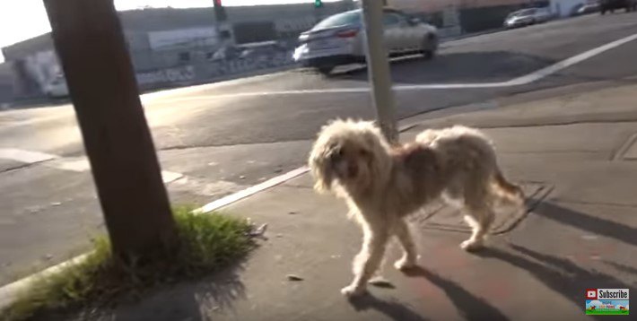 歩道を歩く犬