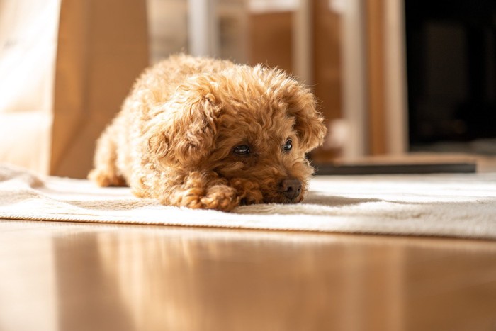 床に寝そべり眠そうな犬