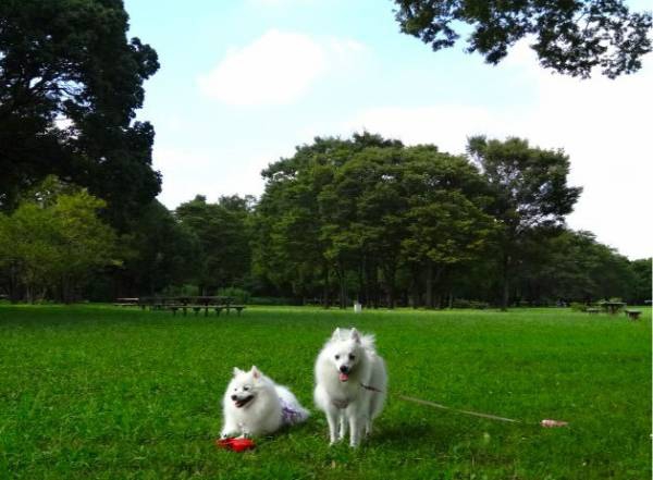 芝生広場の犬