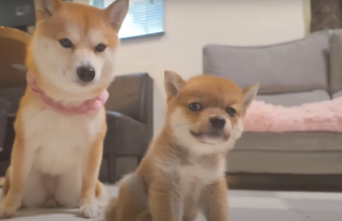 座った子犬と大人の柴犬