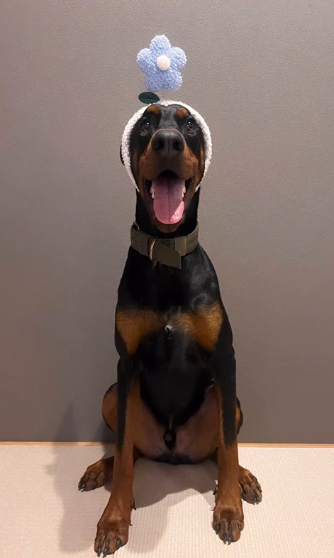 ファンシーなヘアバンドを装着！