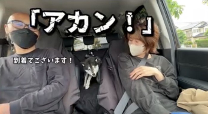 座席の間に立つ犬