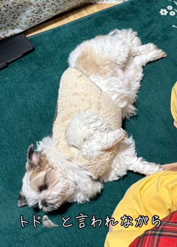 ふっくらした寝転ぶ犬