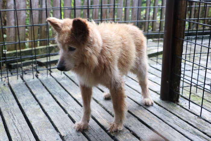 ウッドデッキと柵に囲まれた老犬