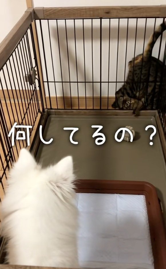 困惑するガブちゃん