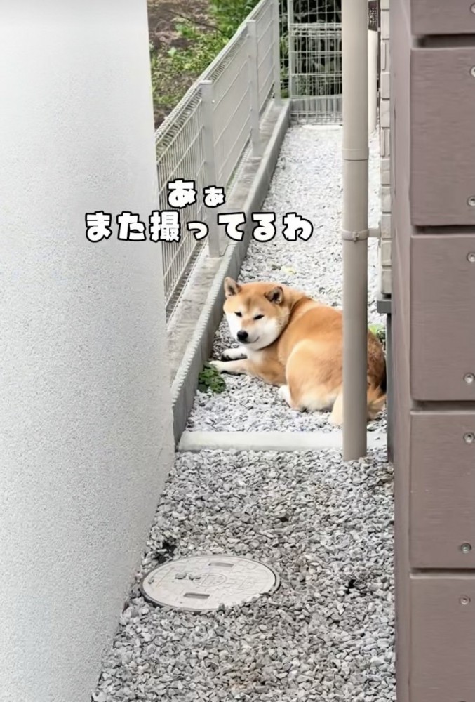お散歩後、まったりタイム