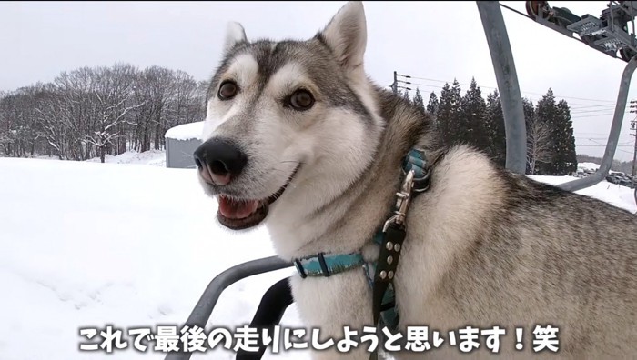 リフトに乗ってカメラを見つめる犬