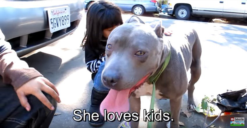 子どもが犬の背中をなでる