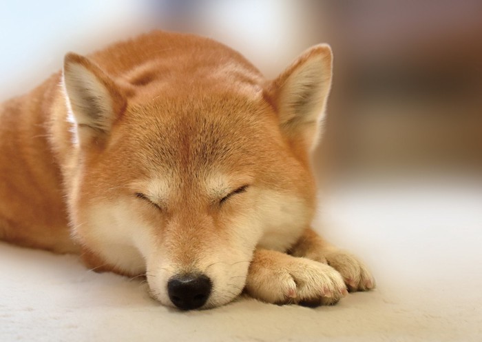 手に顎をのせて寝る柴犬