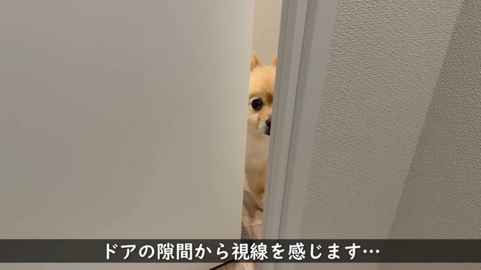 すき間から見る犬