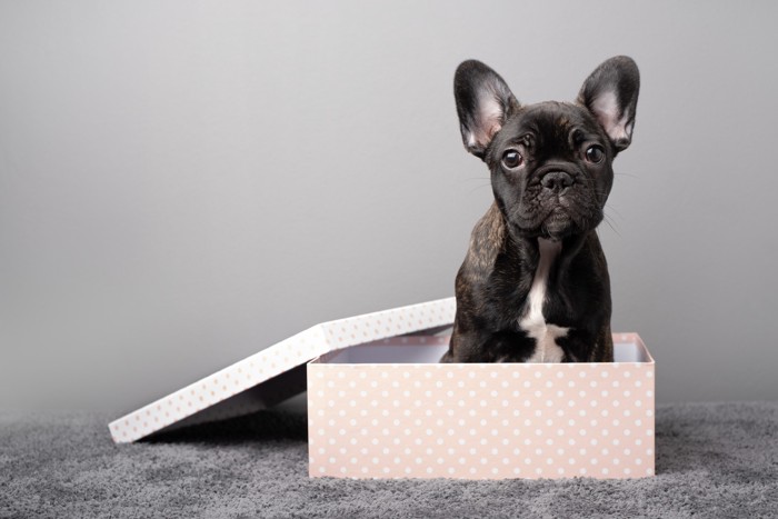 箱の中に入っているフレンチブルドッグの子犬