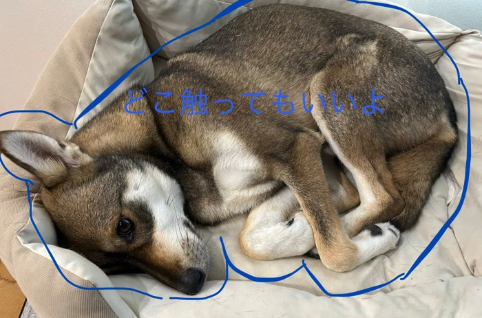 「どこでもどうぞ」